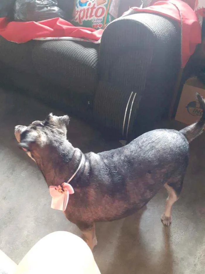 Cachorro ra a Srd poodle com vira lata  idade 5 anos nome Luna