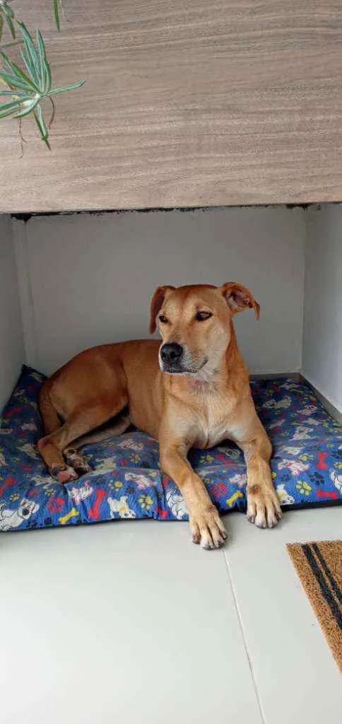 Cachorro ra a Viralata idade 3 anos nome Não sei