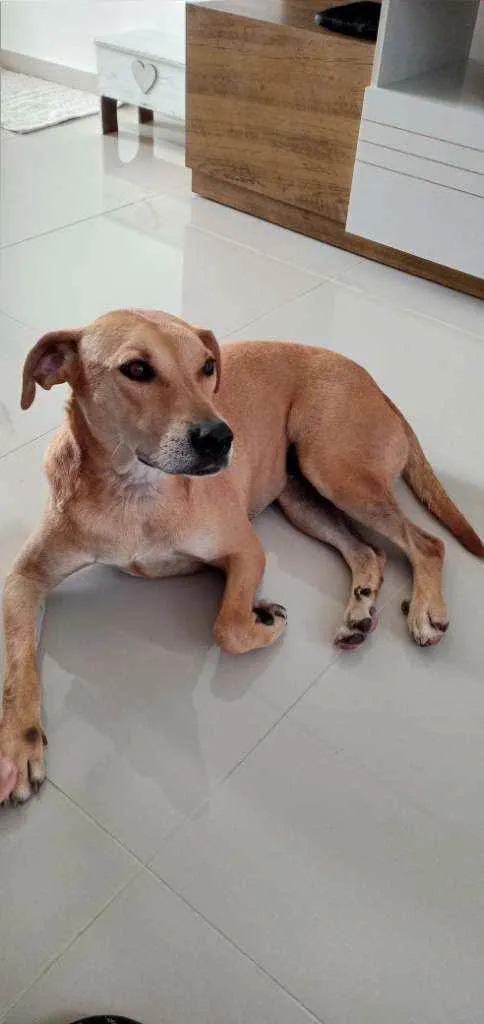 Cachorro ra a Viralata idade 3 anos nome Não sei