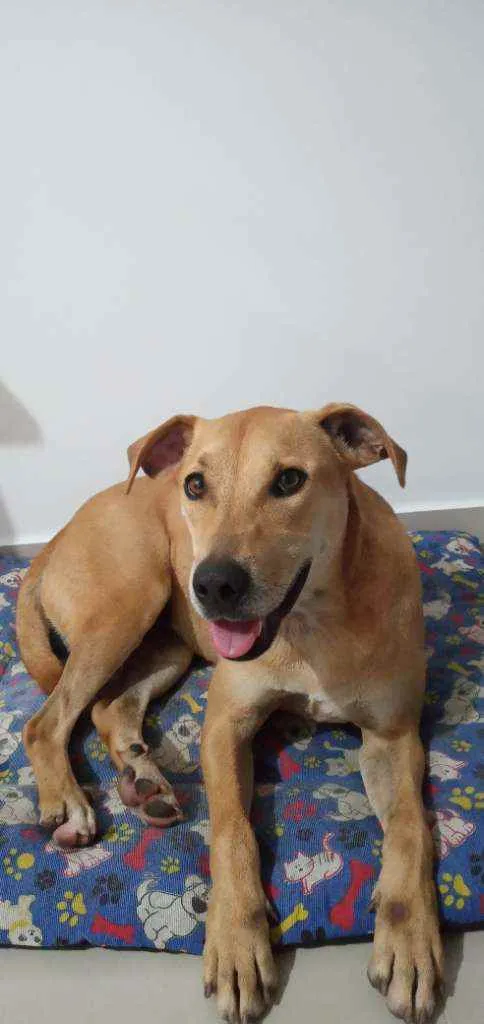 Cachorro ra a Viralata idade 3 anos nome Não sei