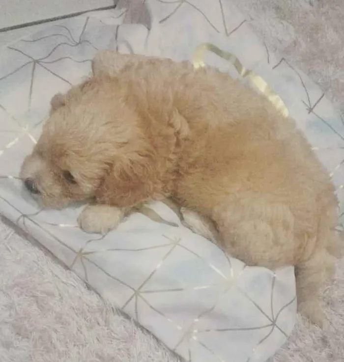 Cachorro raça Podle idade 7 a 11 meses nome Floquinho