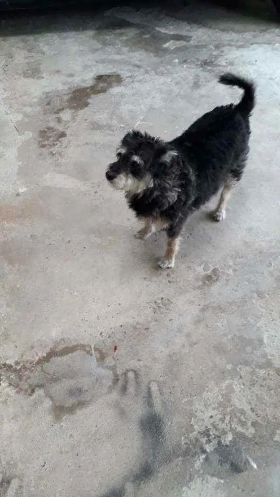 Cachorro ra a Srd poodle com vira lata  idade 5 anos nome Luna