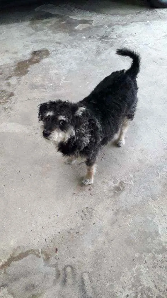 Cachorro ra a Srd poodle com vira lata  idade 5 anos nome Luna
