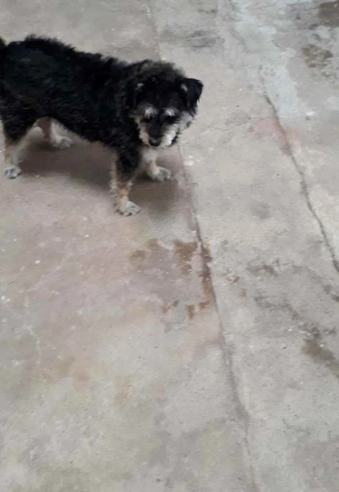 Cachorro ra a Srd poodle com vira lata  idade 5 anos nome Luna