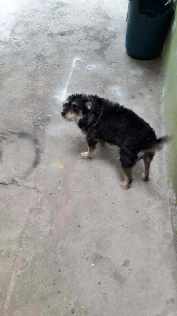 Cachorro ra a Srd poodle com vira lata  idade 5 anos nome Luna