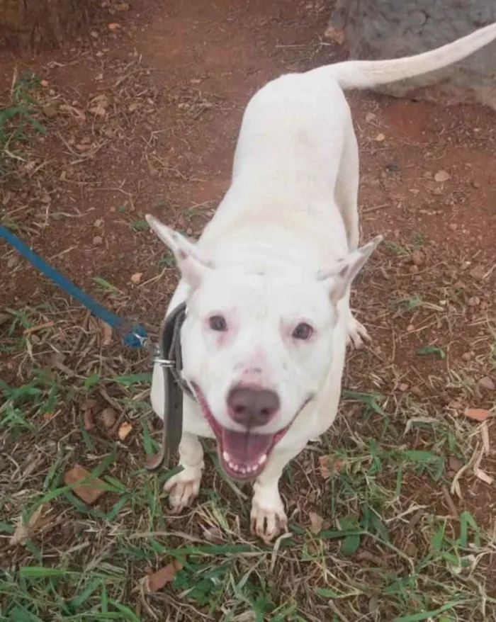 Cachorro ra a Mestiço  idade 3 anos nome Fabrício 