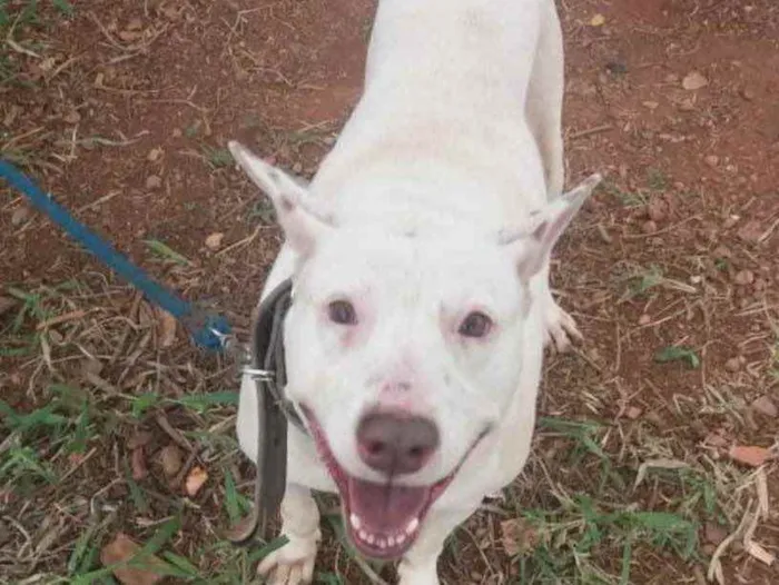 Cachorro ra a Mestiço  idade 3 anos nome Fabrício 