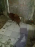 Snupy