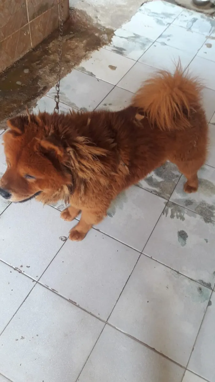 Cachorro raça Chow Chow idade 3 anos nome Snupy