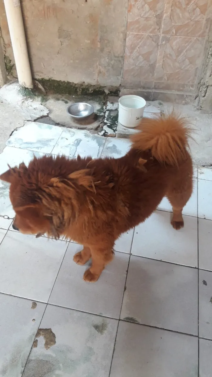 Cachorro raça Chow Chow idade 3 anos nome Snupy