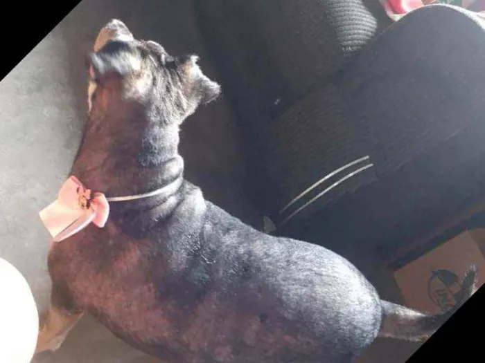 Cachorro ra a Srd poodle com vira lata  idade 5 anos nome Luna