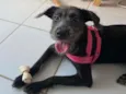 Banguela