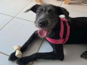 Cachorro raça Vira-lata idade 2 a 6 meses nome Banguela