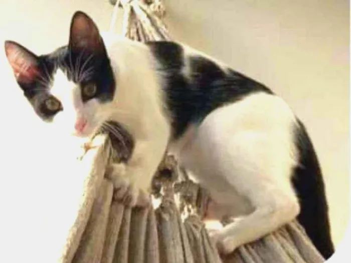 Gato raça  idade 2 a 6 meses nome Mel filhote 