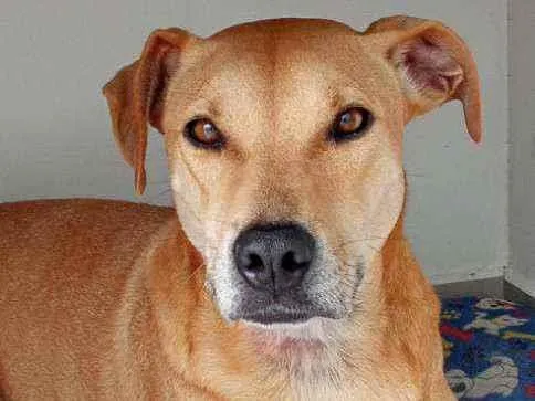 Cachorro ra a Viralata idade 3 anos nome Não sei