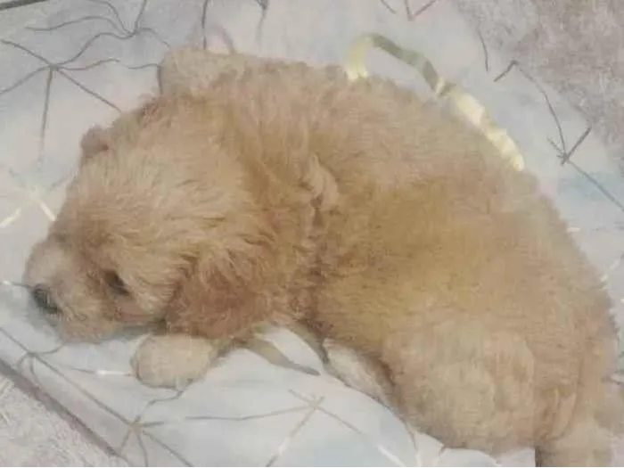 Cachorro raça Podle idade 7 a 11 meses nome Floquinho