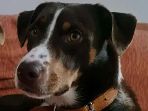 Cachorro raça Sem raça definida idade 7 a 11 meses nome Bono