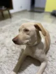 Cachorro raça Labrador idade 1 ano nome Maylon