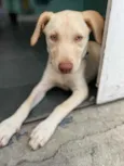 Cachorro raça Labrador idade 1 ano nome Maylon