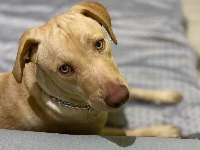 Cachorro raça Labrador idade 1 ano nome Maylon