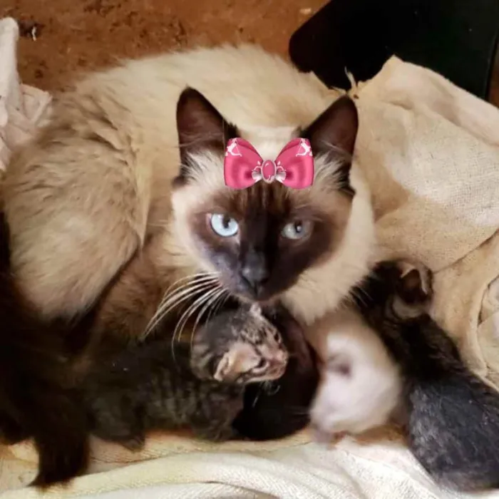 Gato ra a Siamesa  idade 7 a 11 meses nome Belinha 