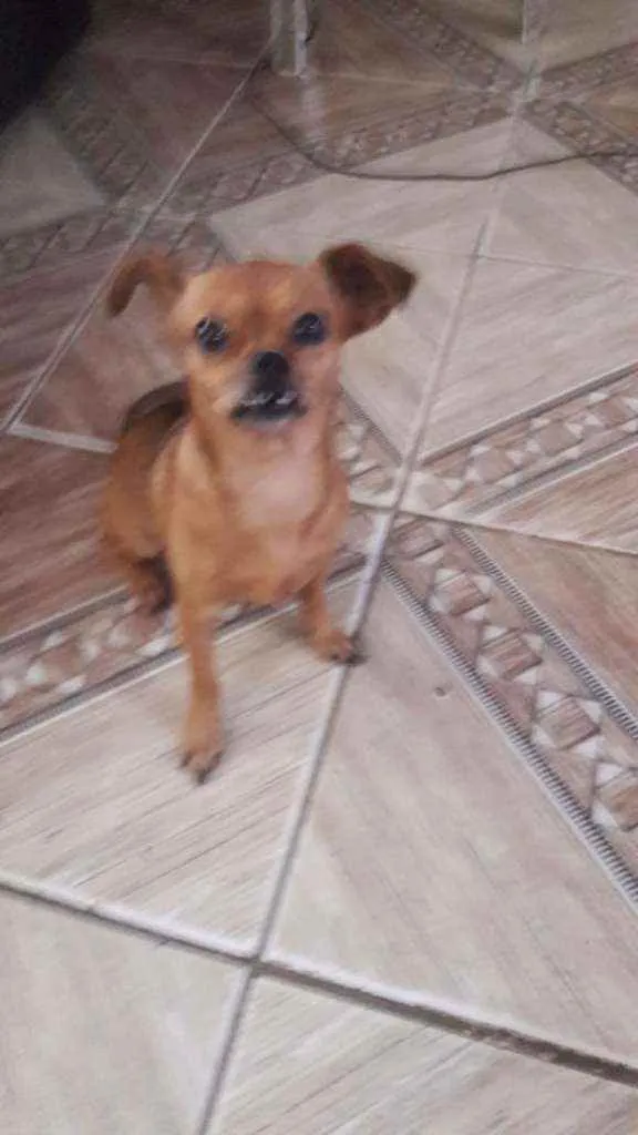 Cachorro ra a Chihuahua idade 6 ou mais anos nome Madona
