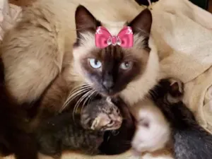 Gato raça Siamesa  idade 7 a 11 meses nome Belinha 