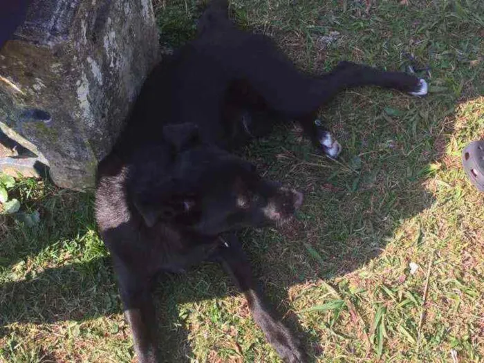 Cachorro ra a Labrador misturado com vira la idade 1 ano nome Buzz