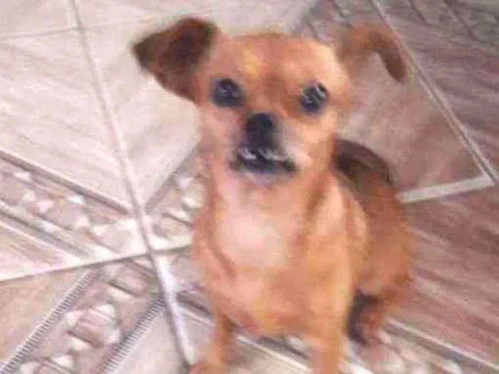 Cachorro ra a Chihuahua idade 6 ou mais anos nome Madona
