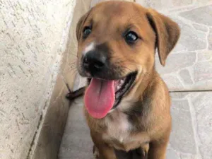 Cachorro raça Sem Raça Definida idade Abaixo de 2 meses nome Sem nome