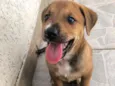 Cachorro raça Sem Raça Definida idade Abaixo de 2 meses nome Sem nome