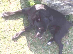 Cachorro raça Labrador misturado com vira la idade 1 ano nome Buzz