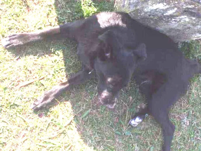 Cachorro ra a Labrador misturado com vira la idade 1 ano nome Buzz
