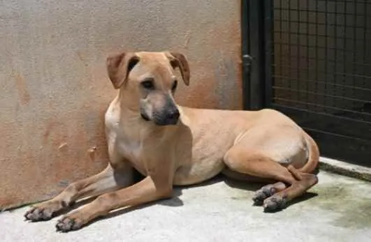 Cachorro raça Vira lata  idade 1 ano nome Alvaro 