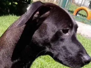 Cachorro raça Mestiça galgo  idade 1 ano nome Lilich