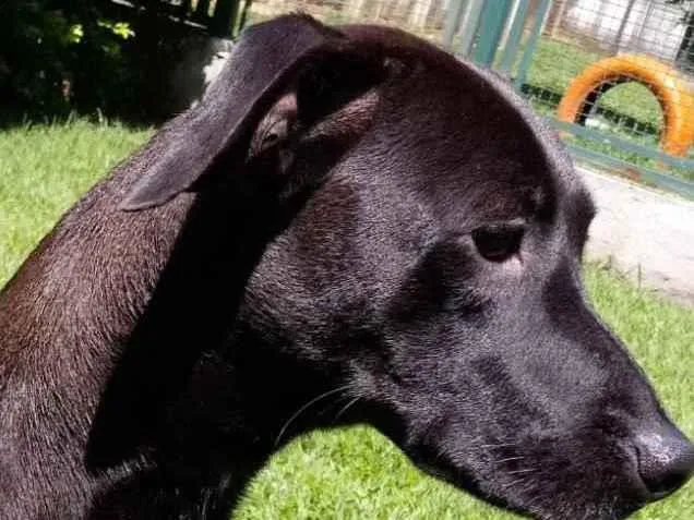 Cachorro raça Mestiça galgo  idade 1 ano nome Lilich