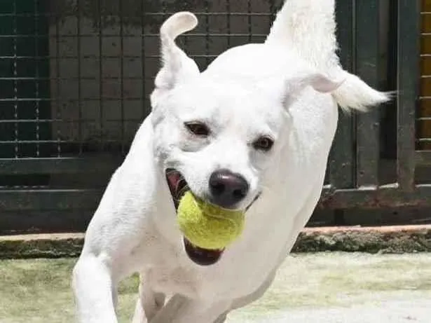 Cachorro raça Mestiço labrador idade 3 anos nome Ras
