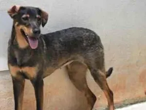 Cachorro raça Vira lata  idade 1 ano nome Mary
