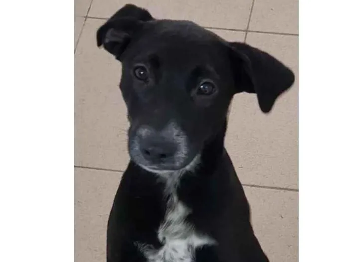 Cachorro raça Vira lata  idade 7 a 11 meses nome Bebel 