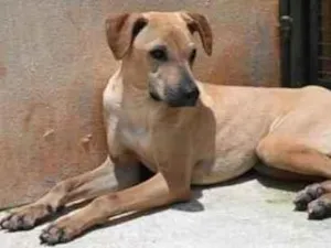 Cachorro raça Vira lata  idade 1 ano nome Alvaro 