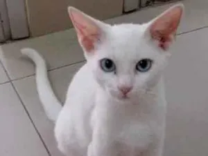 Gato raça Vira lata  idade 7 a 11 meses nome Kauã