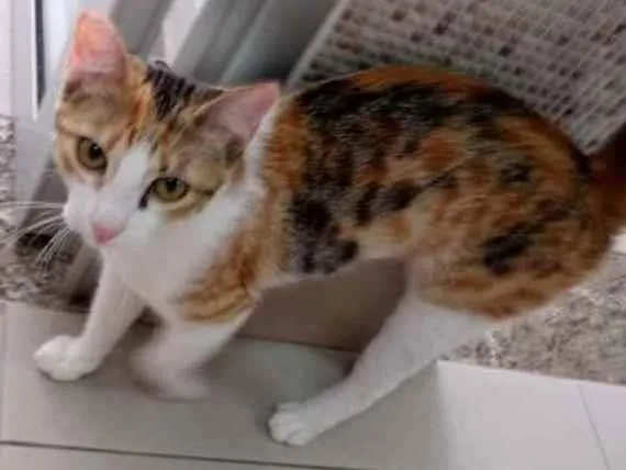 Gato raça Vira lata  idade 7 a 11 meses nome Juju