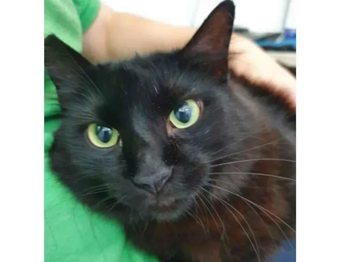 Gato raça Vira lata  idade 3 anos nome Anastacia 