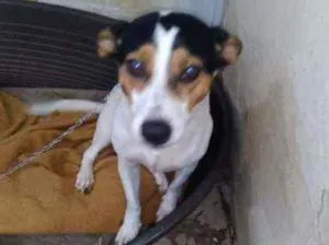 Cachorro raça S.r.d idade 5 anos nome Mel e Nego