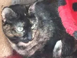 Gato raça Vira lata  idade 3 anos nome Zinha 