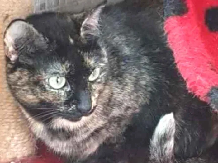 Gato raça Vira lata  idade 3 anos nome Zinha 