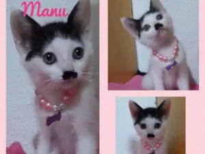 Gato raça Srd idade 2 a 6 meses nome Gatinhos filhotes 