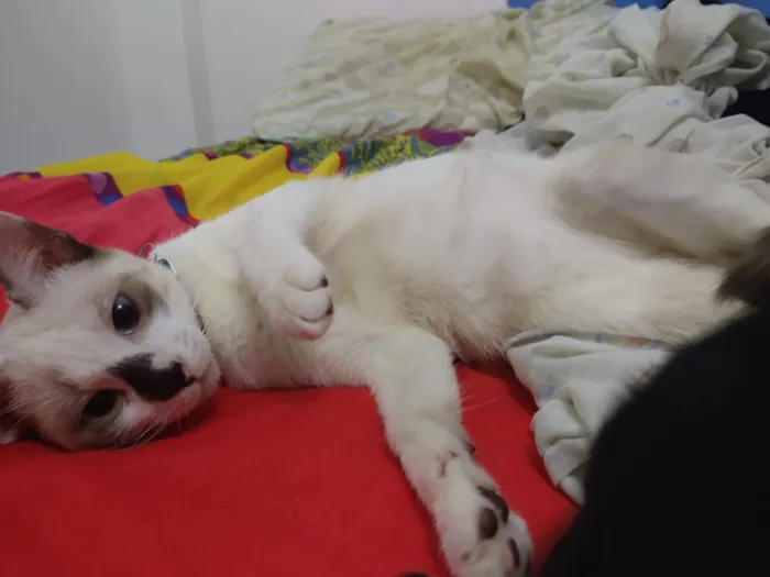 Gato raça SRD-ViraLata idade 1 ano nome Aya e Ayumi