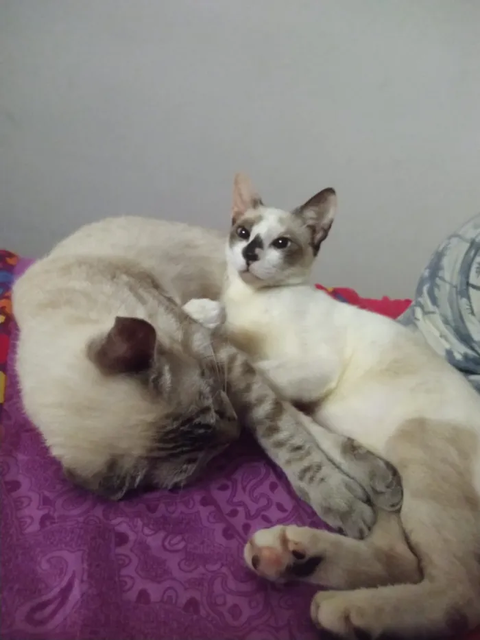 Gato raça SRD-ViraLata idade 1 ano nome Aya e Ayumi