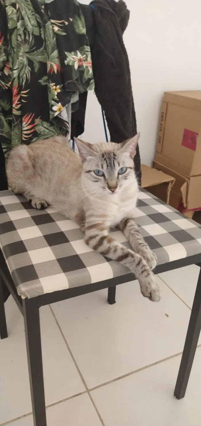 Gato raça SRD-ViraLata idade 1 ano nome Aya e Ayumi